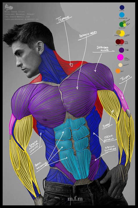 Art References Human Anatomy Art Anatomy For Artists Male Torso