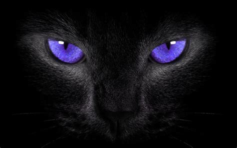 In european history, black cats were thought to be unlikely, some even thought that they were witches. Black Cat Symbolism | What Does It Mean? - Spiritual Unite