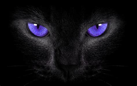 Need a bit of magic in your life? Black Cat Symbolism | What Does It Mean? - Spiritual Unite