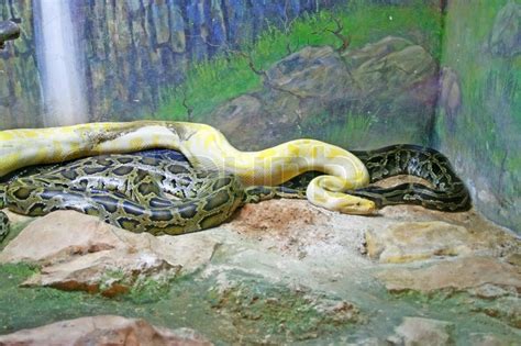 Die menschen töten schlangen (pythons) für taschen, schuhe, gürtel oder mehre sachen mit ihre haut zu machen. Bunte python Schlangen im Zoo | Stockfoto | Colourbox