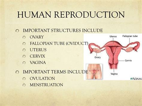 Ppt Human Reproduction Powerpoint Presentation Free Download Id2275799