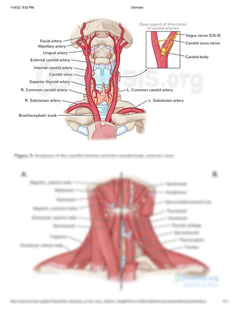 Solution Superficial Structures Of The Neck Anterior Triangle