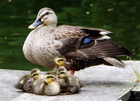 Photos Adorable Baby Animals With Their Moms Animales Bebés Fotos