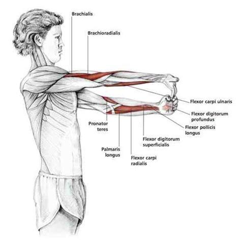 Fingers Down Forearm Stretch Common Shoulder Stretching Exercises