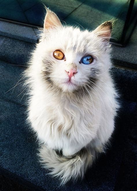 And then, there are other, rare colors that we will. This Cat's Eyes Have A Whole Universe Inside | Bored Panda