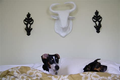 A Ruff Debate Do Dogs Belong In Bed