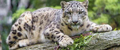 Snow Leopard Wallpaper 4k Wild Cat Predator