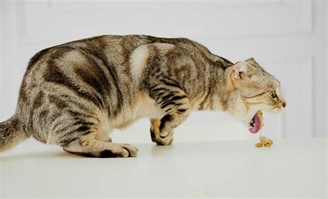Undigested food in the vomit: sick-cat-vomiting-food-make pets vomit ss - Pet Symptoms