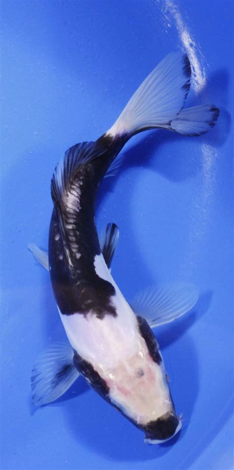Go on to discover millions of awesome videos and pictures in thousands of other categories. Kawarimono Koi Fish: A Different Class | Next Day Koi