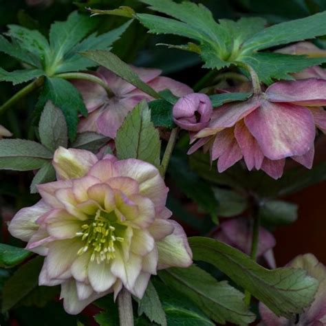 How To Plant Grow And Care For Hellebore Hgtv