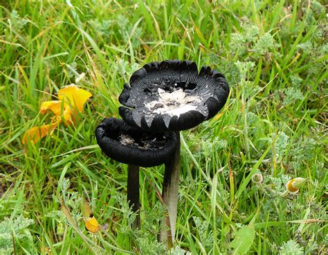 Black Mushroom Flickr Photo Sharing