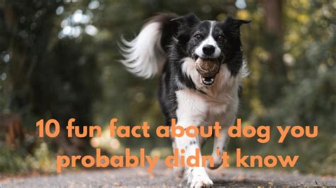 10 Fun Facts About Dogs You Probably Didnt One News Page Video