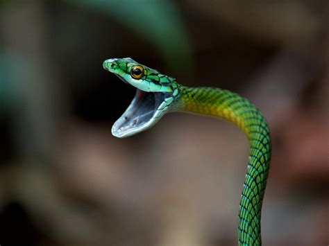 Top 16 Most Dangerous Black Mamba Snake Wallpapers In Hd