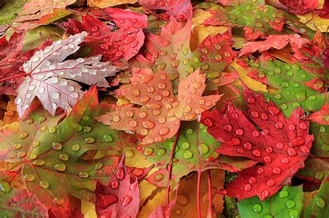4k 5k Autumn Closeup Foliage Multicolor Drops Hd Wallpaper
