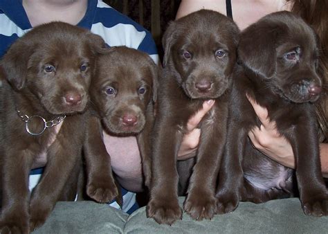 Our dog breeder directory is the ultimate source of listings for labrador breeders in the north america. Notakennel | Labrador Retriever Breeder | Chesnee, South ...