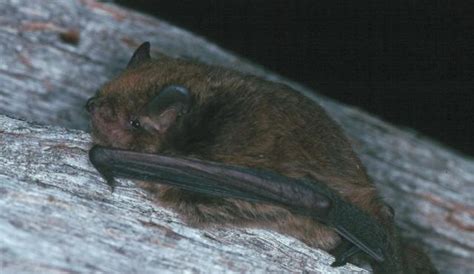 Large Forest Bat Biodiversity Of The Western Volcanic Plains