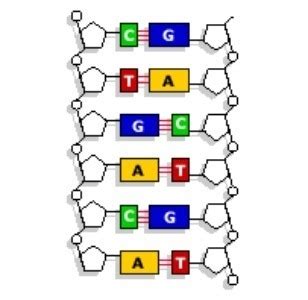 Dna is important as a hereditary repository. Why is base pairing important in DNA replication? - Quora