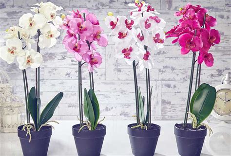Los 6 Pasos Infalibles Para Cuidar Una Orquídea