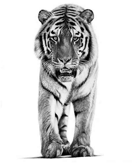 Tiger Prowl Graphite Pencil On Paper Tiger Pencildrawing Drawing