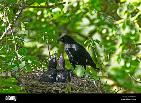 Carrion Crow Corvus Corone Feeding Young In Nest Stock Photo Alamy