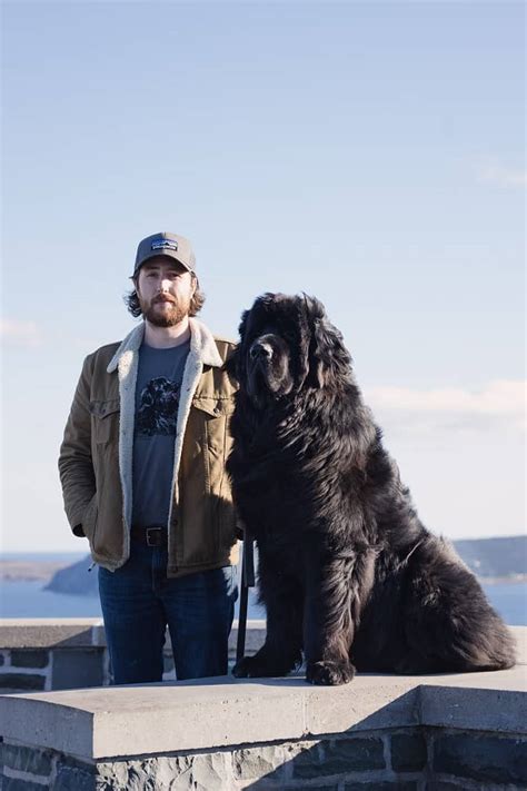 We Found The Biggest Newfoundland Dog In Newfoundland — The Independent