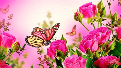 Roses Butterfly Wallpapers Wallpaper Cave