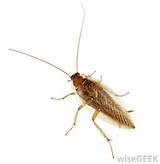 Photos of Cockroach Fly