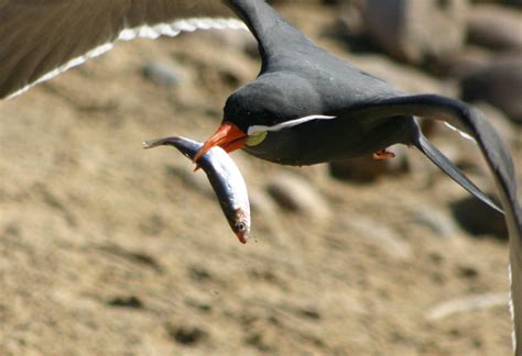 Inca Tern By Drguid On Deviantart