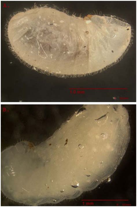 Fourth Instar Of Solenopsis Invicta Setae Covering The Larvae Are Download Scientific Diagram