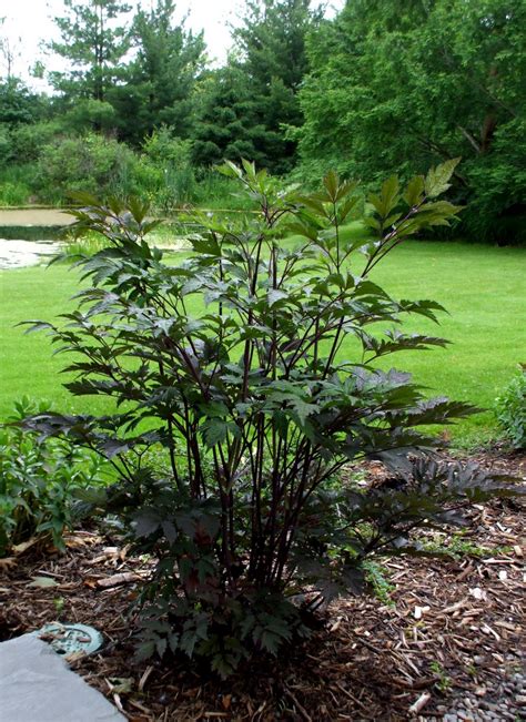 Black lace® elderberry is a perfectly stylish addition to your landscape.intense purple black foliage is finely cut like lace, giving it an effect similar to that of japanese maple. A Rose in the Garden: 'Black Negligee'