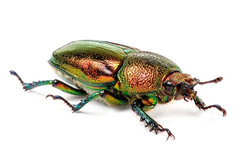 File:Female Golden Stag Beetle.jpg