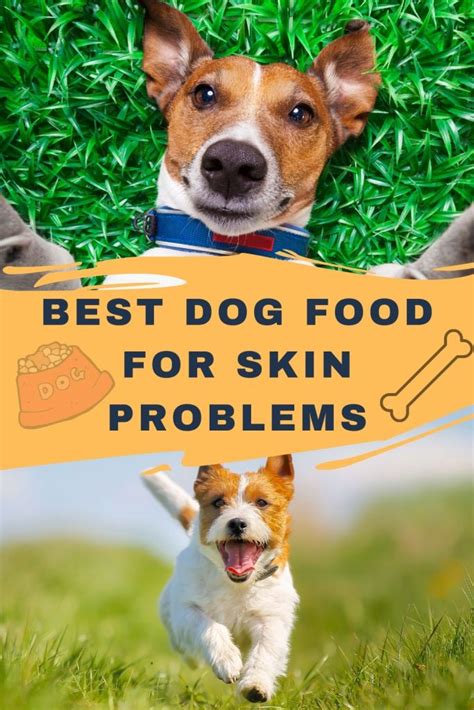 Best Dog Food For Skin Problems Updated 2024