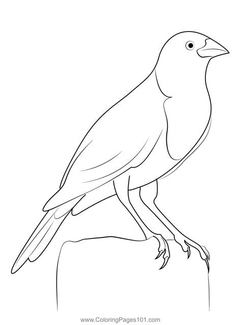 Male Yellow Headed Blackbird Coloring Page For Kids Free New World