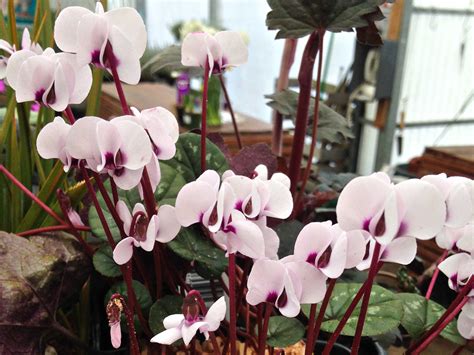 Winter Flowering Plants For The Pacific Northwest