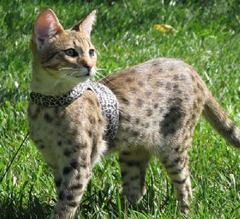 Bengal kittens, savannah kittens, serval kittens and cracal kittens in our large breeding program, all of our kittens are exposed to an appropriate amount of uv lighting. Exotic Domestic Cats serval, bengal, caracal, | fluffy ...