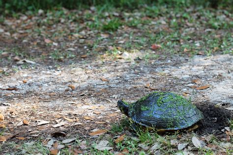 Mitcheci Photos South Carolina Turtle
