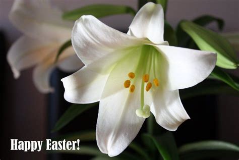 Easter Lily Happy Easter From My House To Yours Carolyn Bowen Author