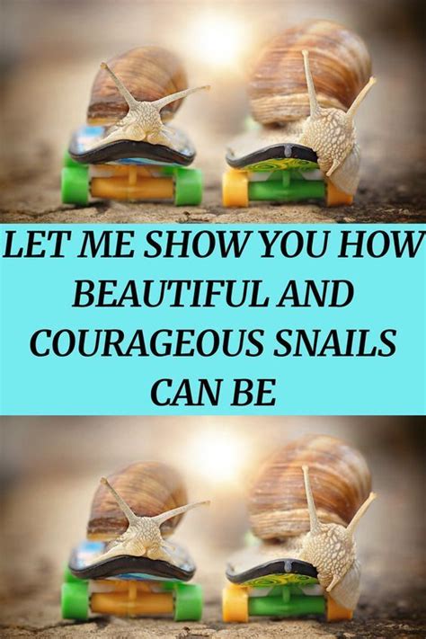 Let Me Show You How Beautiful And Courageous Snails Can Be How