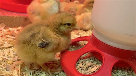 Raising Baby Chicks Step By Step YouTube