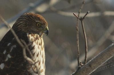 Keigo takami, known publicly as the wing hero: Cooper's Hawks