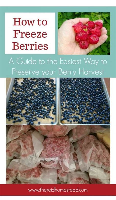 How To Freeze Berries Step By Step Instructions