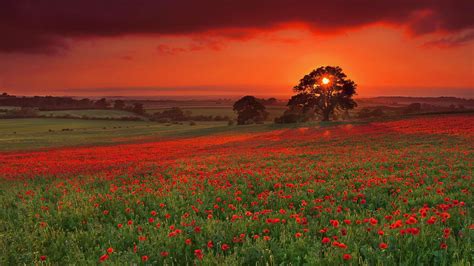 Nature And Landscapes Petaled Fields Tree Poppies Sunset Poppy