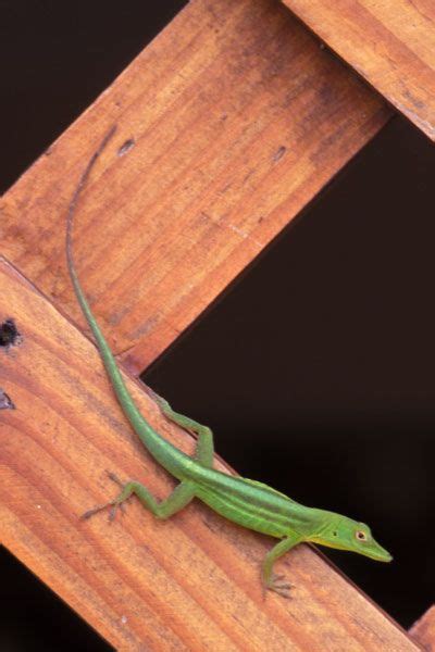 Hispaniolan Green Anole Anolis Chlorocyanus Anole Lizard Reptiles
