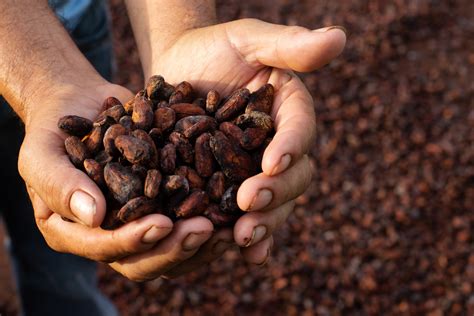 Environmentally Friendly Practices To Boost Cocoa Production In Ghana