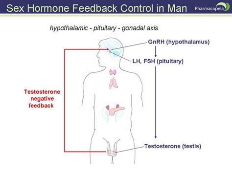 All About Testosterone What You Need To Know About The King Of Male