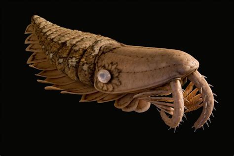 Ancient Sea Monsters Were No Shrimps Live Science