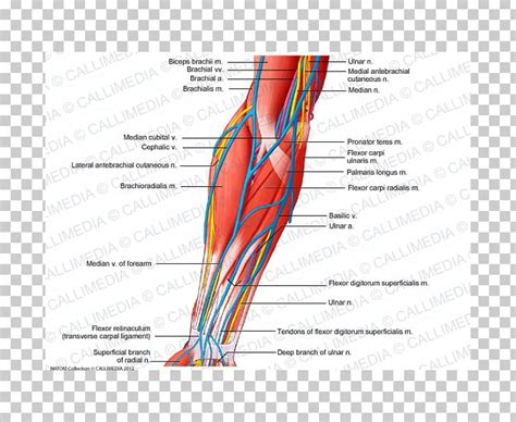 The general function of these muscles is to produce extension at in the distal forearm, the radial artery and nerve are sandwiched between the brachioradialis and the deep flexor muscles. Anterior Compartment Of The Forearm Nerve Muscle Vein PNG, Clipart, Anatomy, Angle, Arm, Artery ...