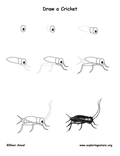 Cricket Drawing Lesson