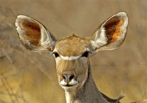 Female Kudu Wildlife Game Reserve Kudu
