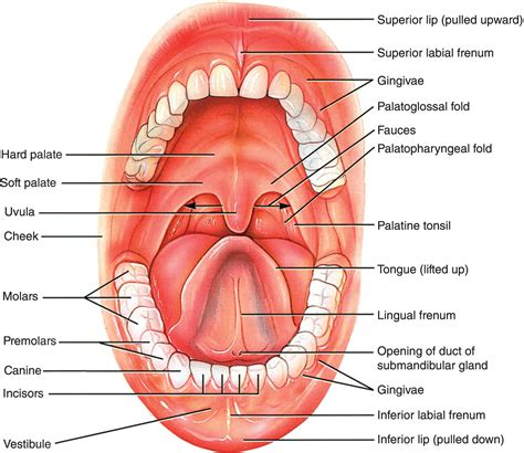 1 oral structures and tissues pocket dentistry